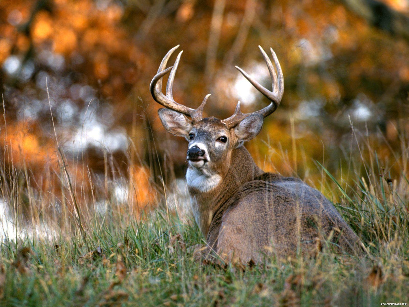 free whitetail deer wallpapers wallpaper cave on free whitetail deer wallpaper