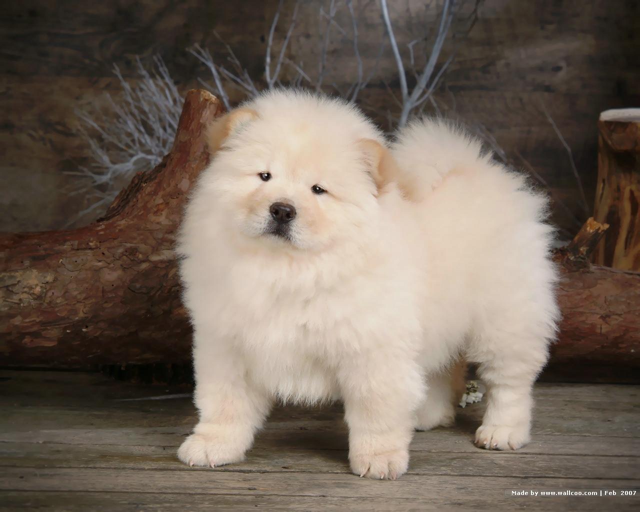 chow chow wallpapers wallpaper cave on chow chow wallpapers