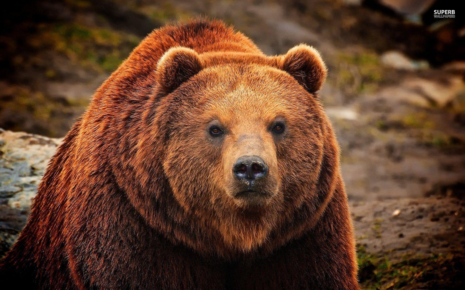 grizzly bear backgrounds wallpaper cave on grizzly bear backgrounds
