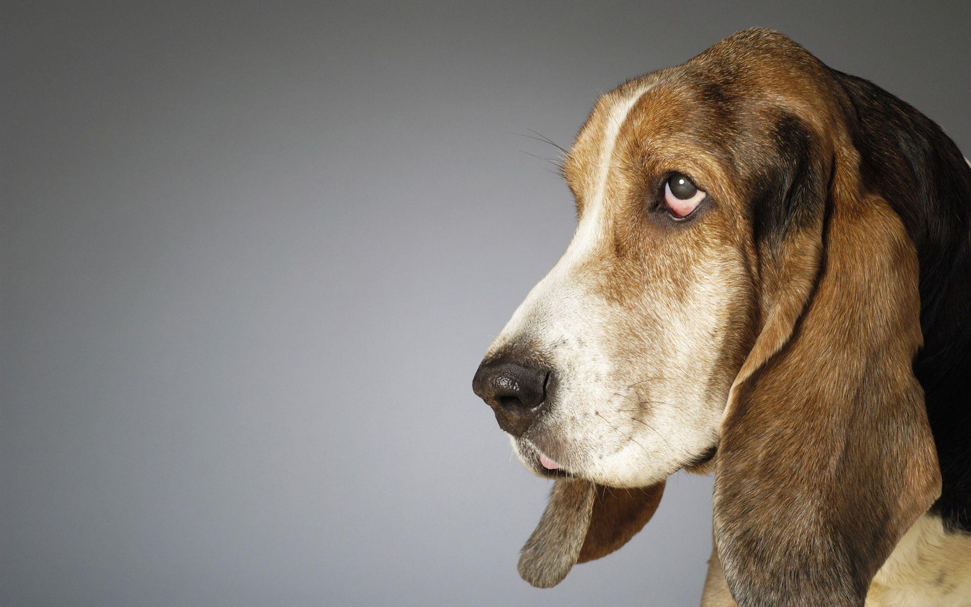 Cutest basset hound compilation 2019check out our video featuring the cutest and funniest pets on the internet! Dog Background Images - Wallpaper Cave