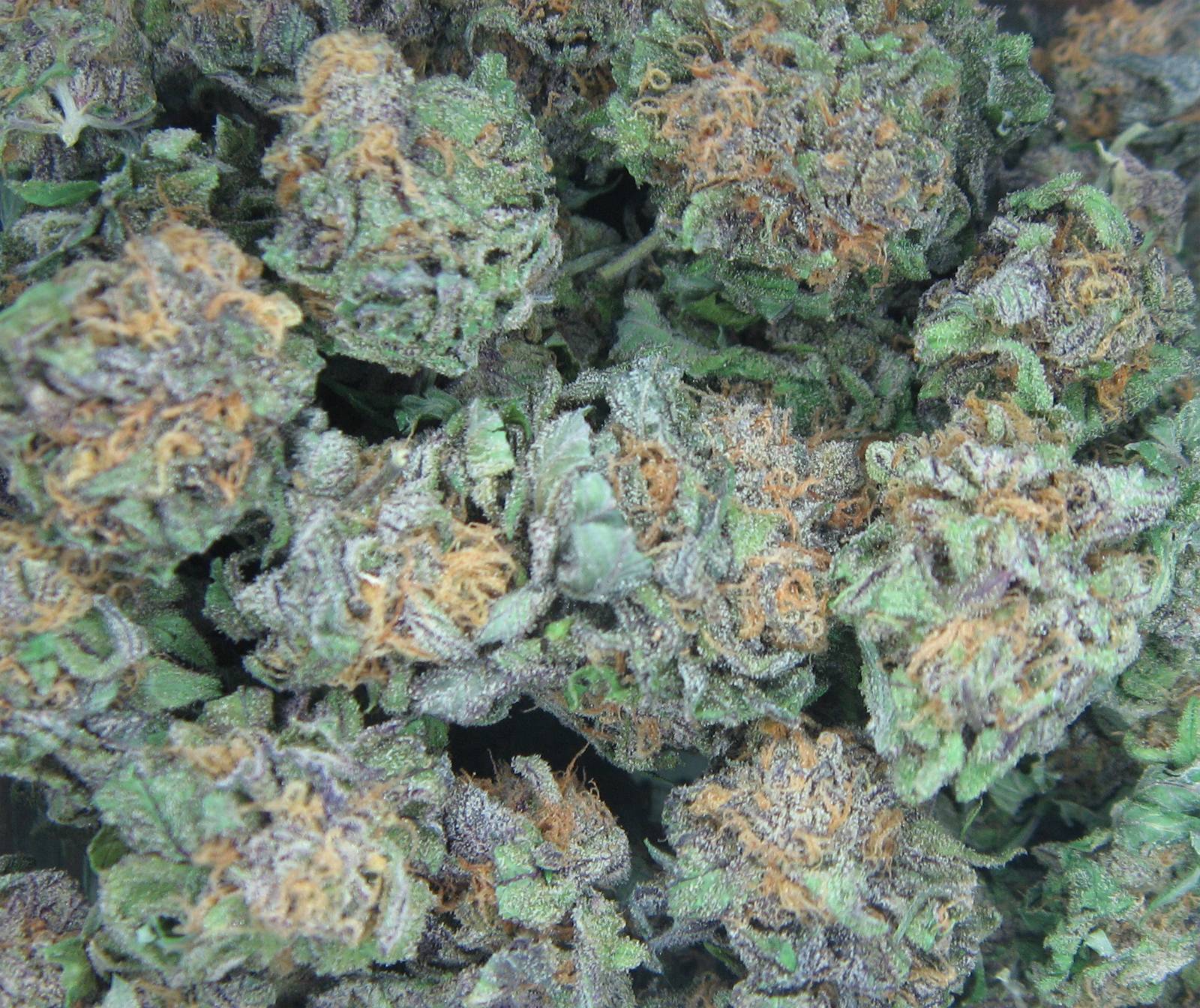 Blueberry kush wallpapers and background images for all your devices. Og Kush Wallpapers Wallpaper Cave