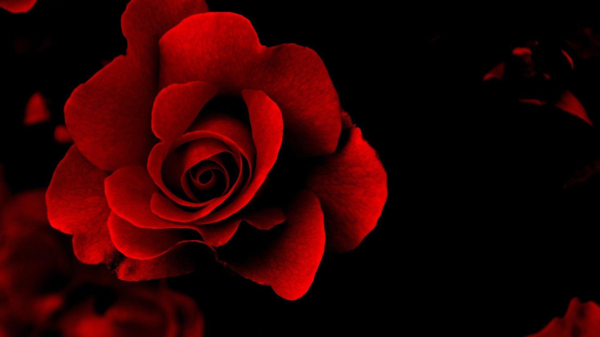 red flower black backgrounds wallpaper cave on red flower black background