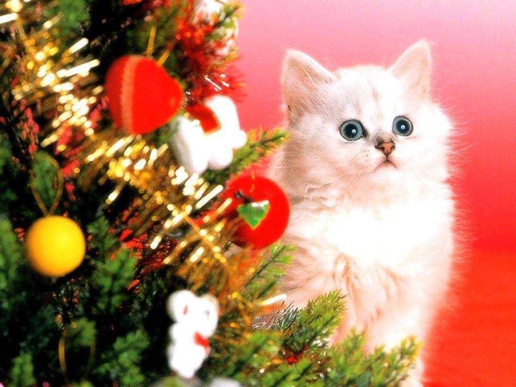 Christmas kitten wallpapers