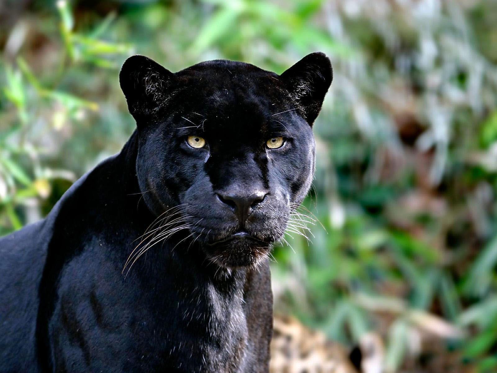 Black jaguar wallpapers