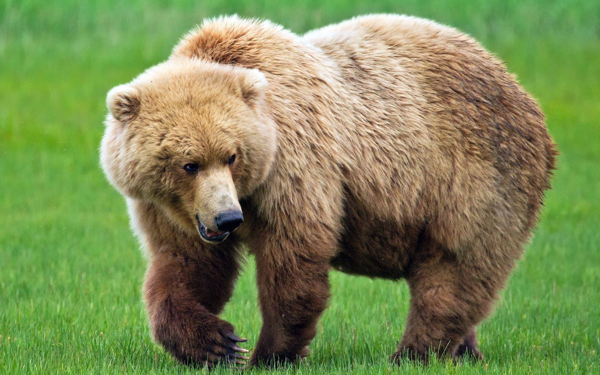 Brown bear wallpapers