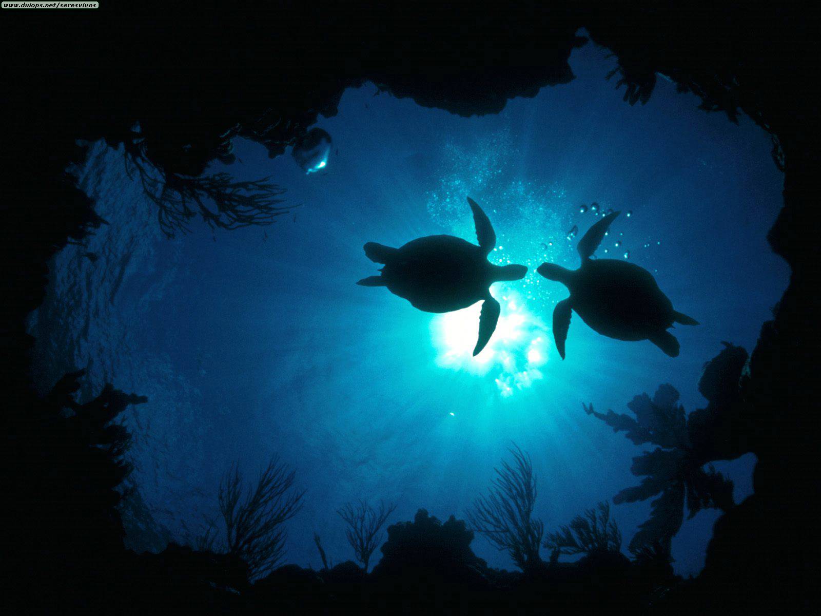 Explore and share the best ocean aesthetic gifs and most popular animated gifs here on giphy. Sea Turtles Wallpapers - Wallpaper Cave