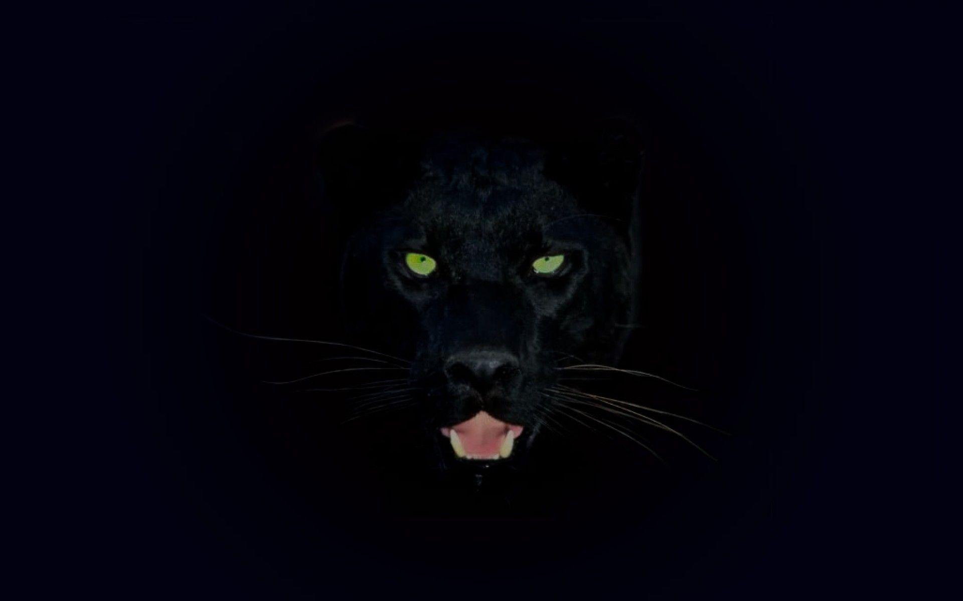Black jaguar wallpapers