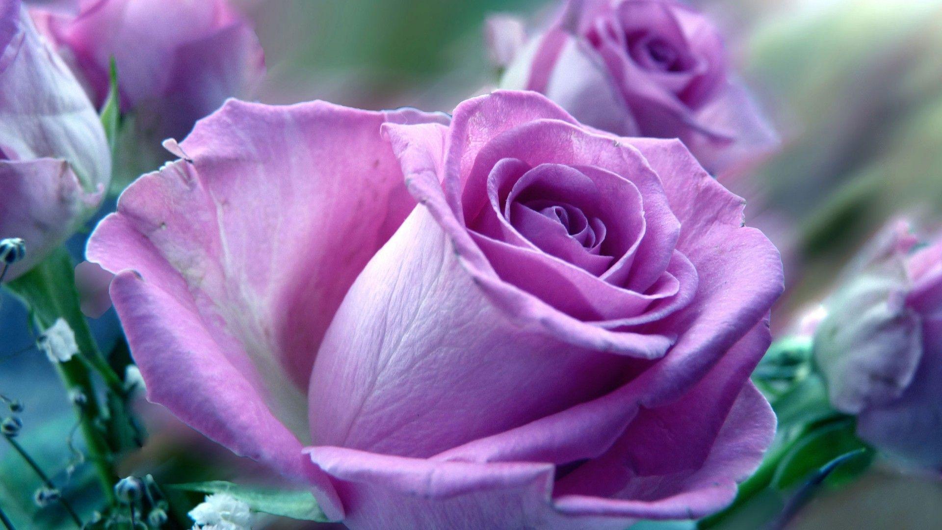 purple rose wallpapers wallpaper cave on purple roses background