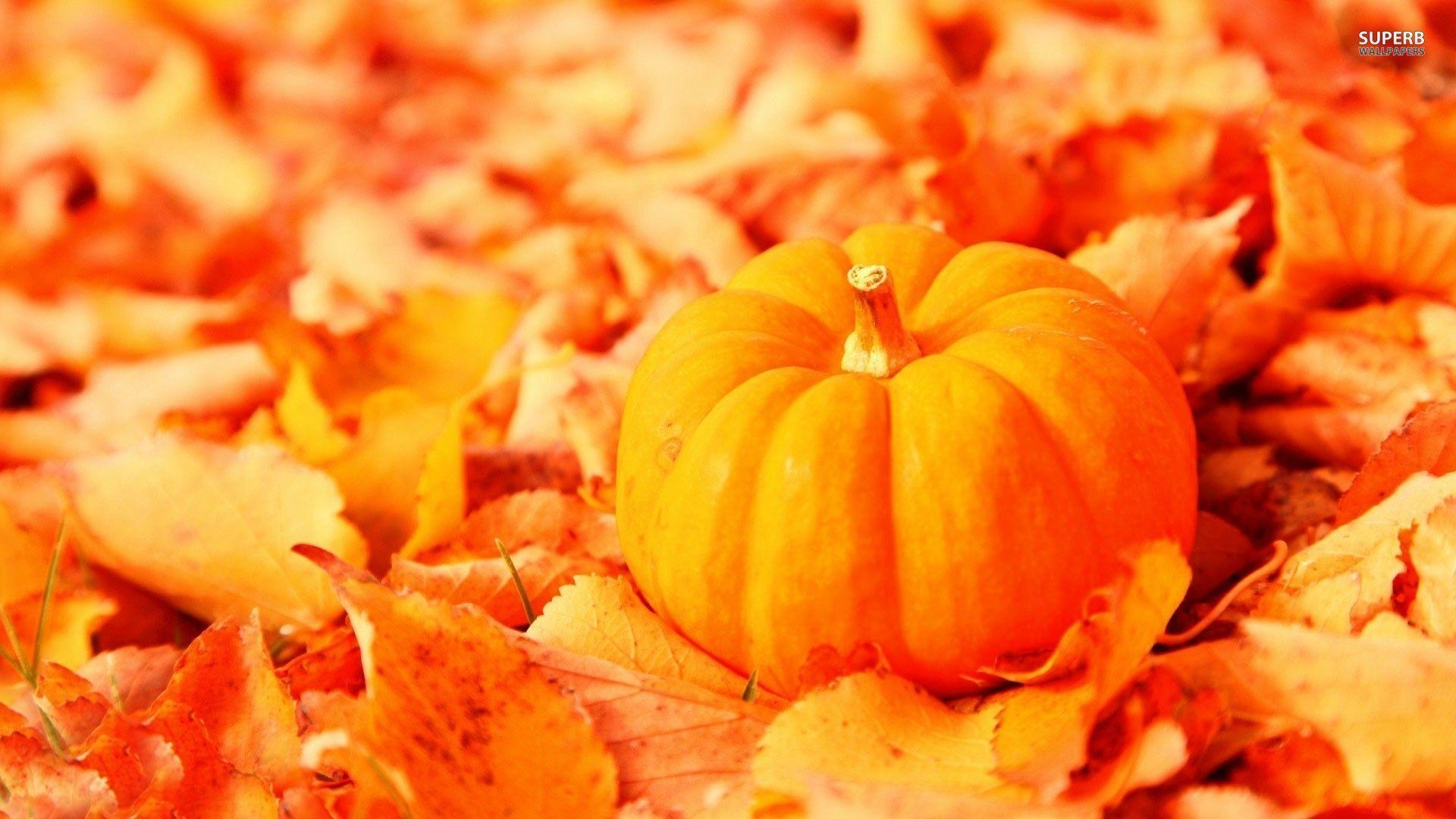 Pumpkin wallpapers