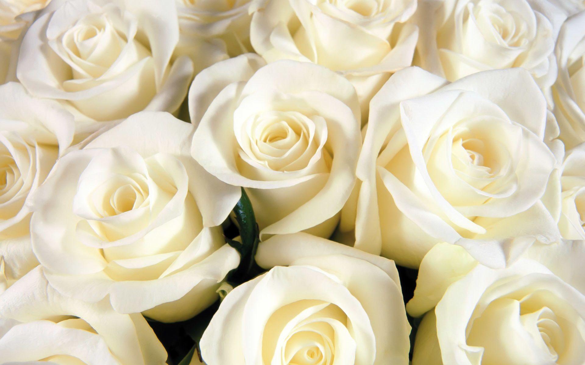 White roses backgrounds