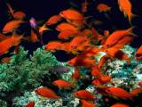 Tropical Fish Wallpapers Wallpaper Cave