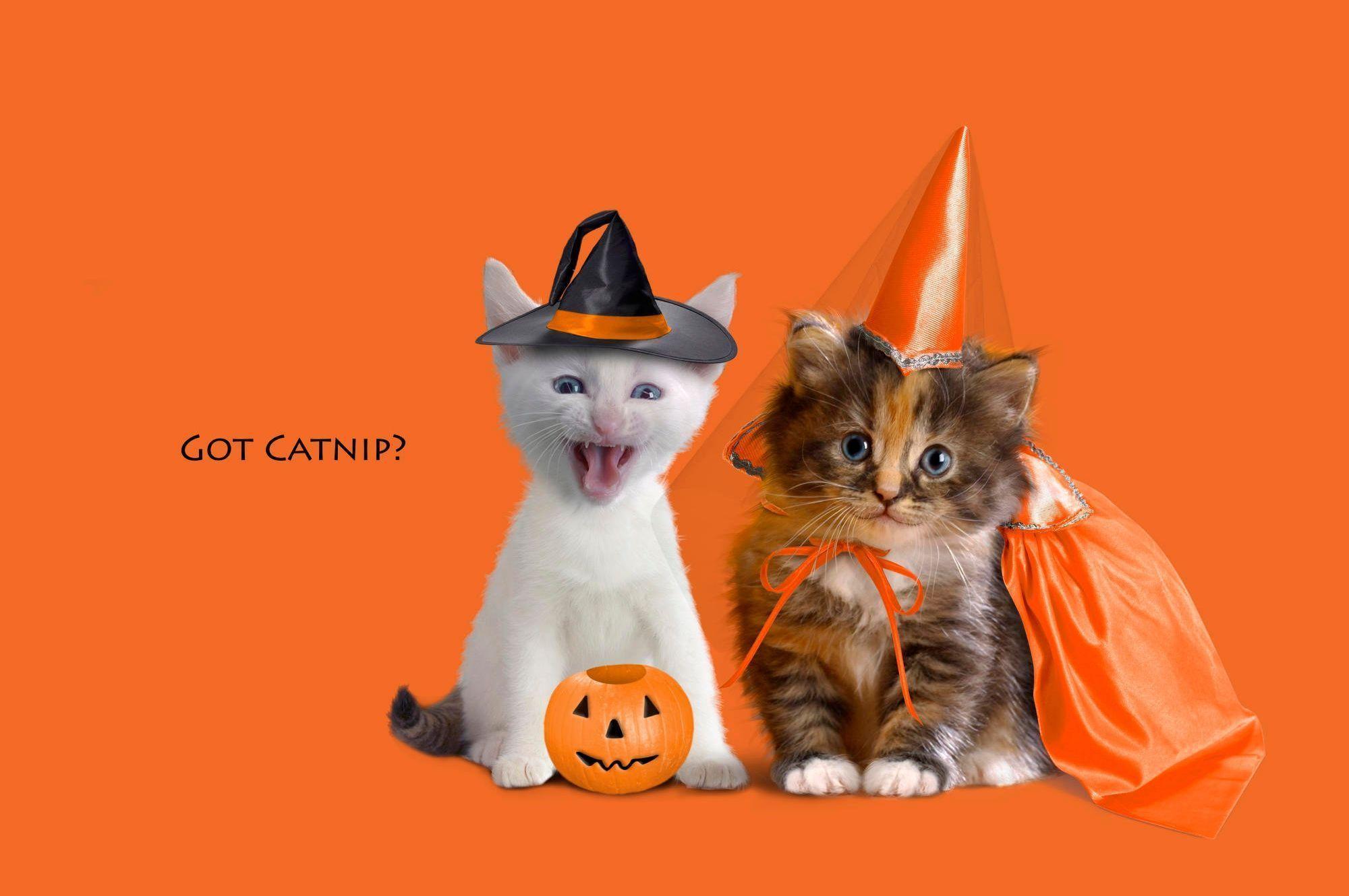 halloween cat wallpapers wallpaper cave on cute halloween cats wallpapers