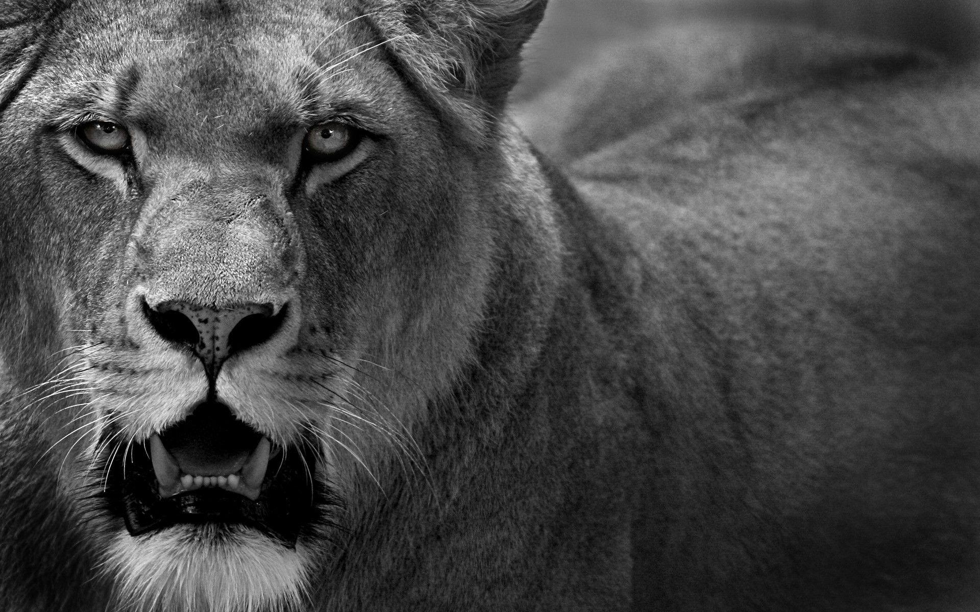 Lioness wallpapers