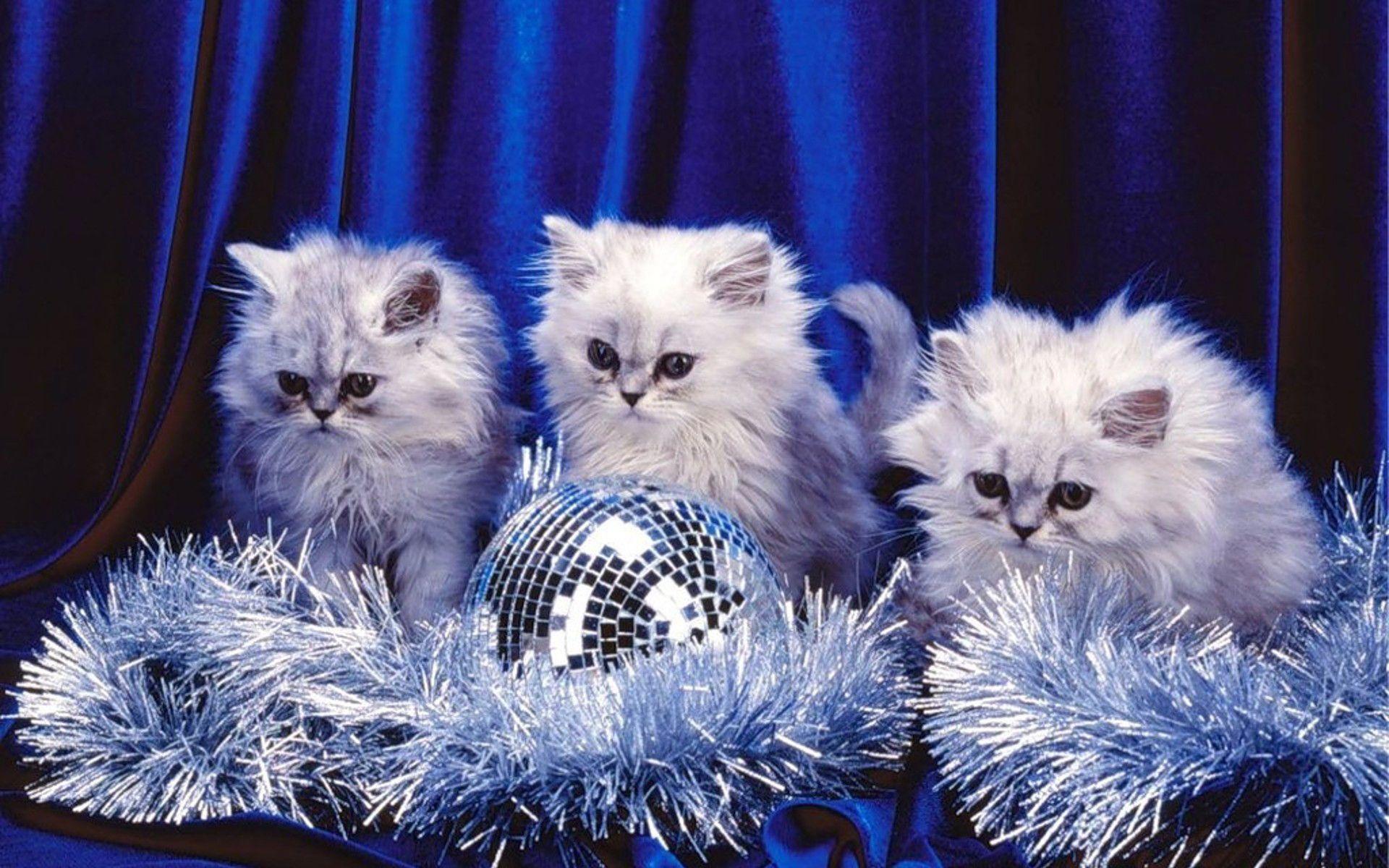 Free kittens wallpapers