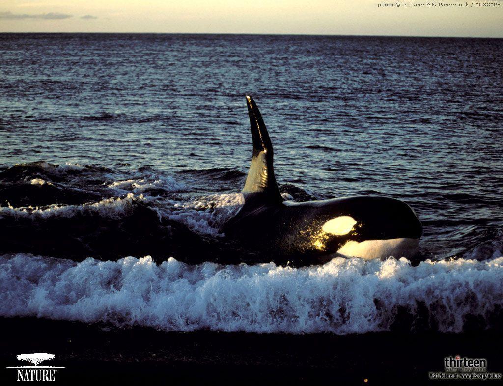 Download and use 300+ killer whale stock photos for free. Orca Wallpapers - Wallpaper Cave