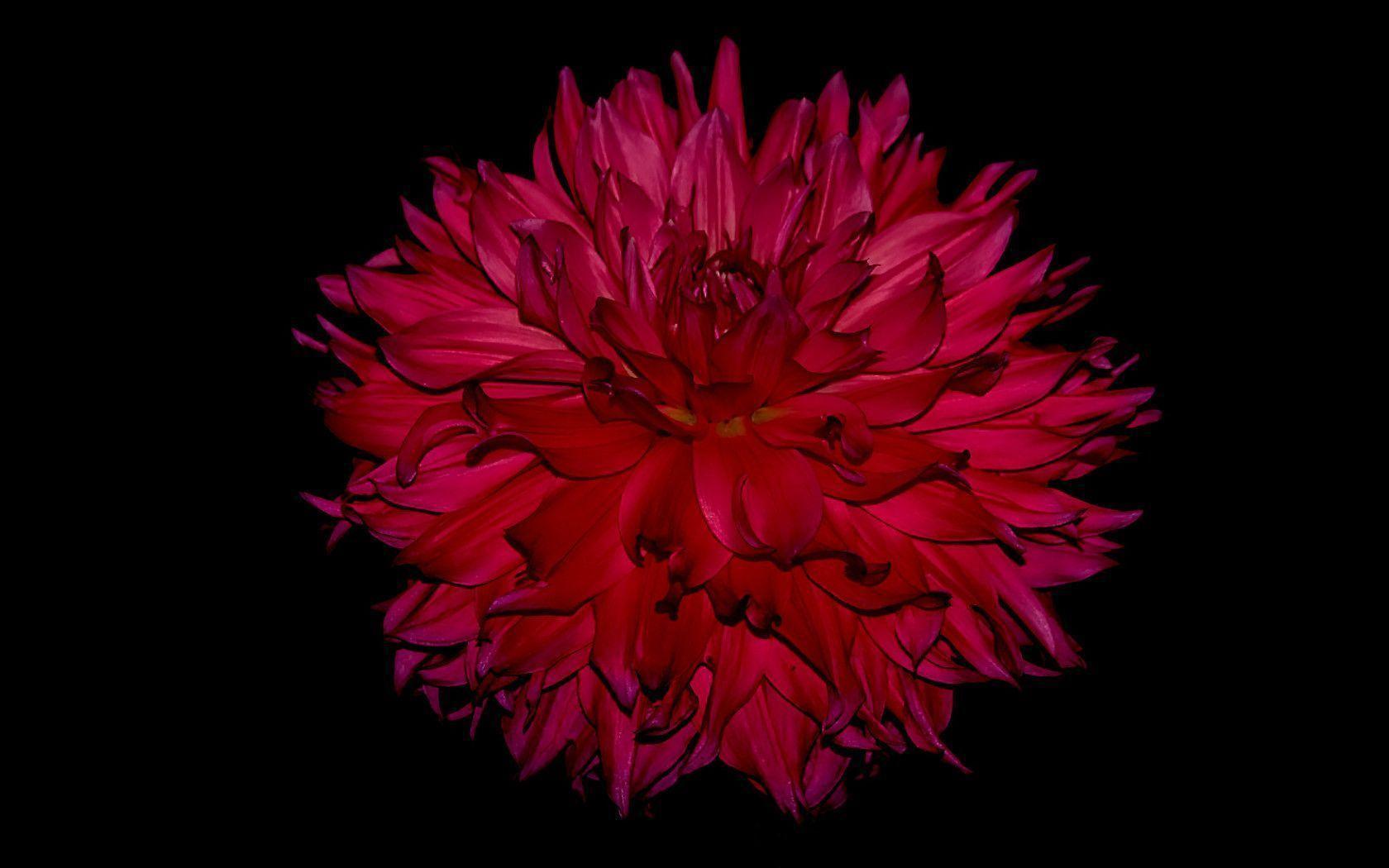 red flower black backgrounds wallpaper cave on red flower black background