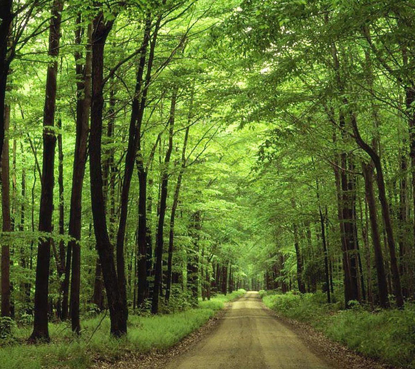 Hd forest wallpapers