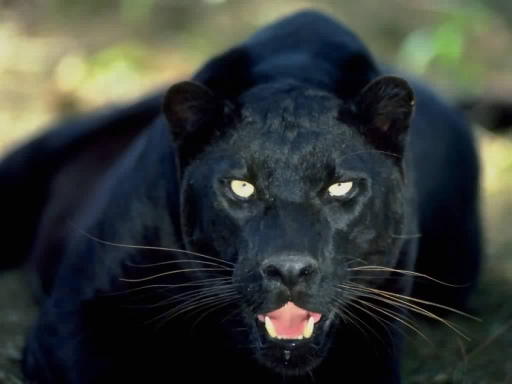 Black jaguar wallpapers