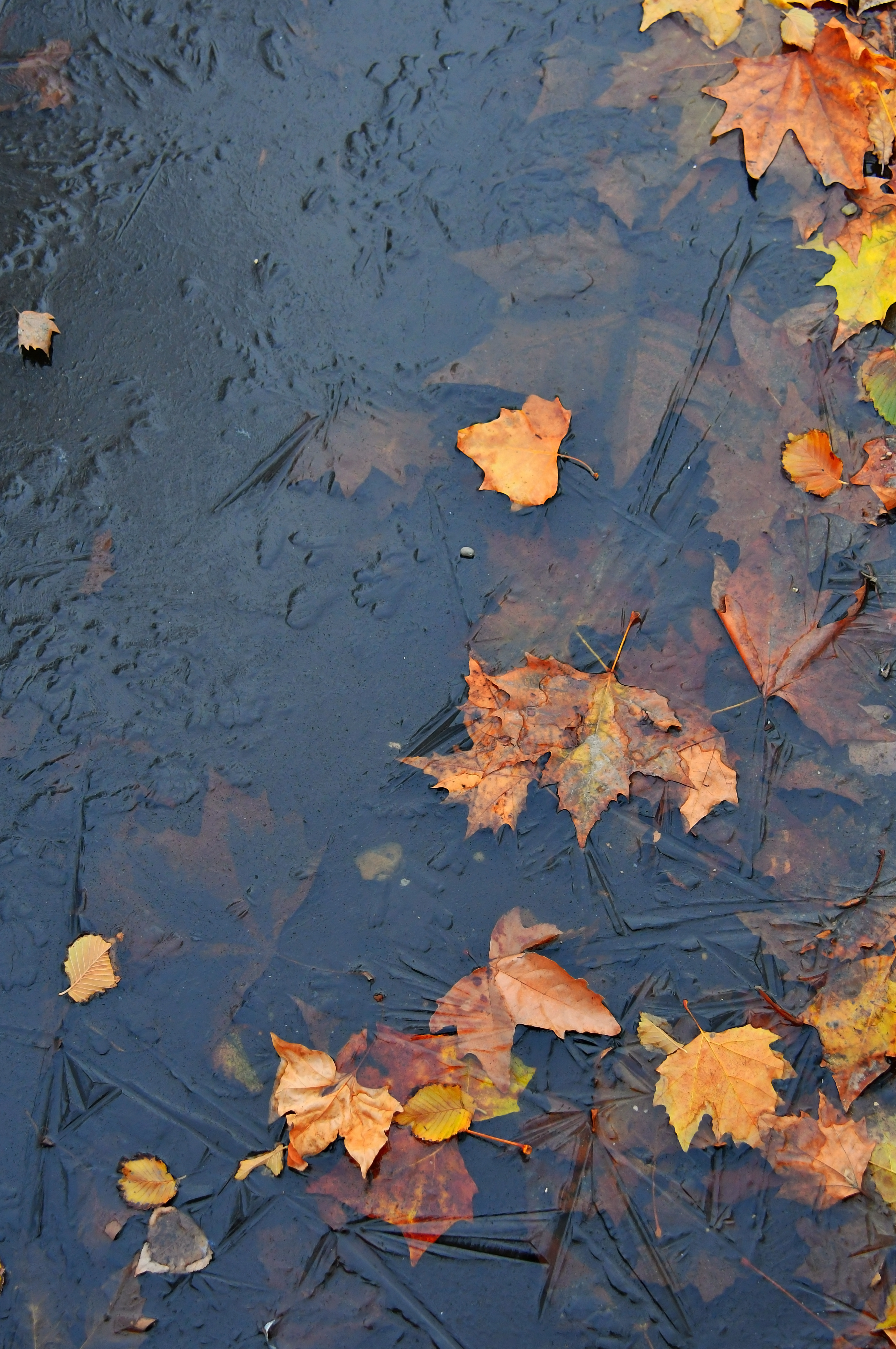 Big and very beautiful frozen 2 fall wallpapers from constable frozen. Winter Maple Wallpapers Wallpaper Cave
