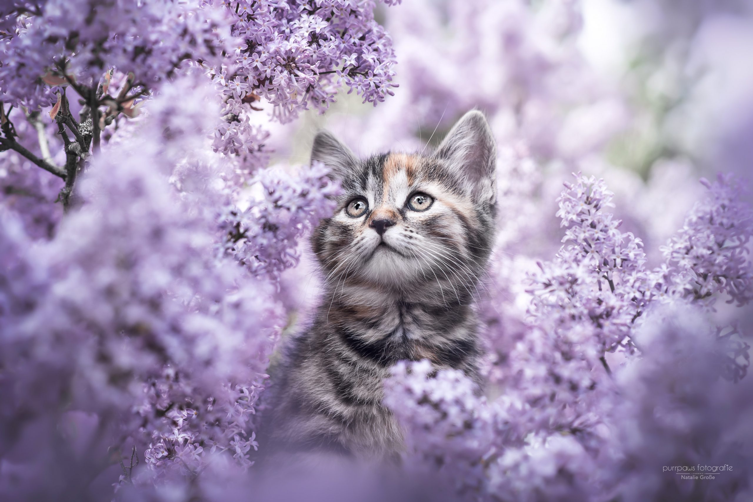Cat with flower wallpapers