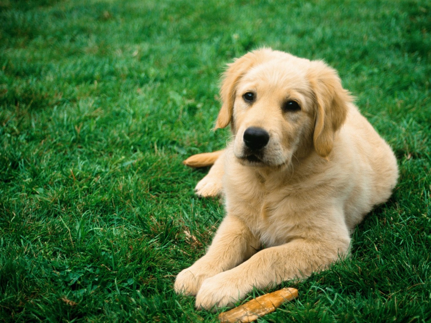 Beautiful dogs wallpapers
