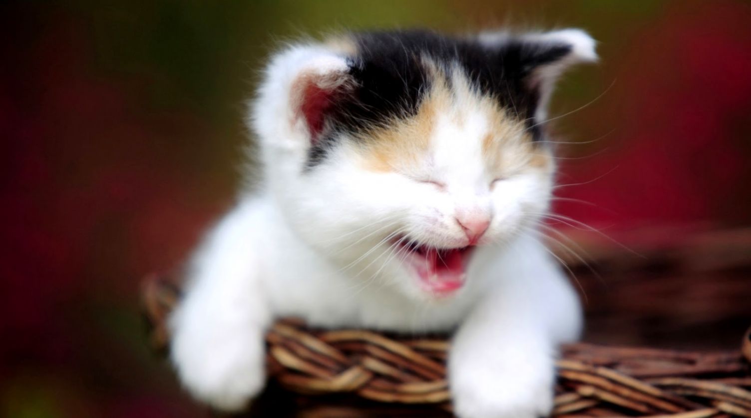 Smiling cat wallpapers
