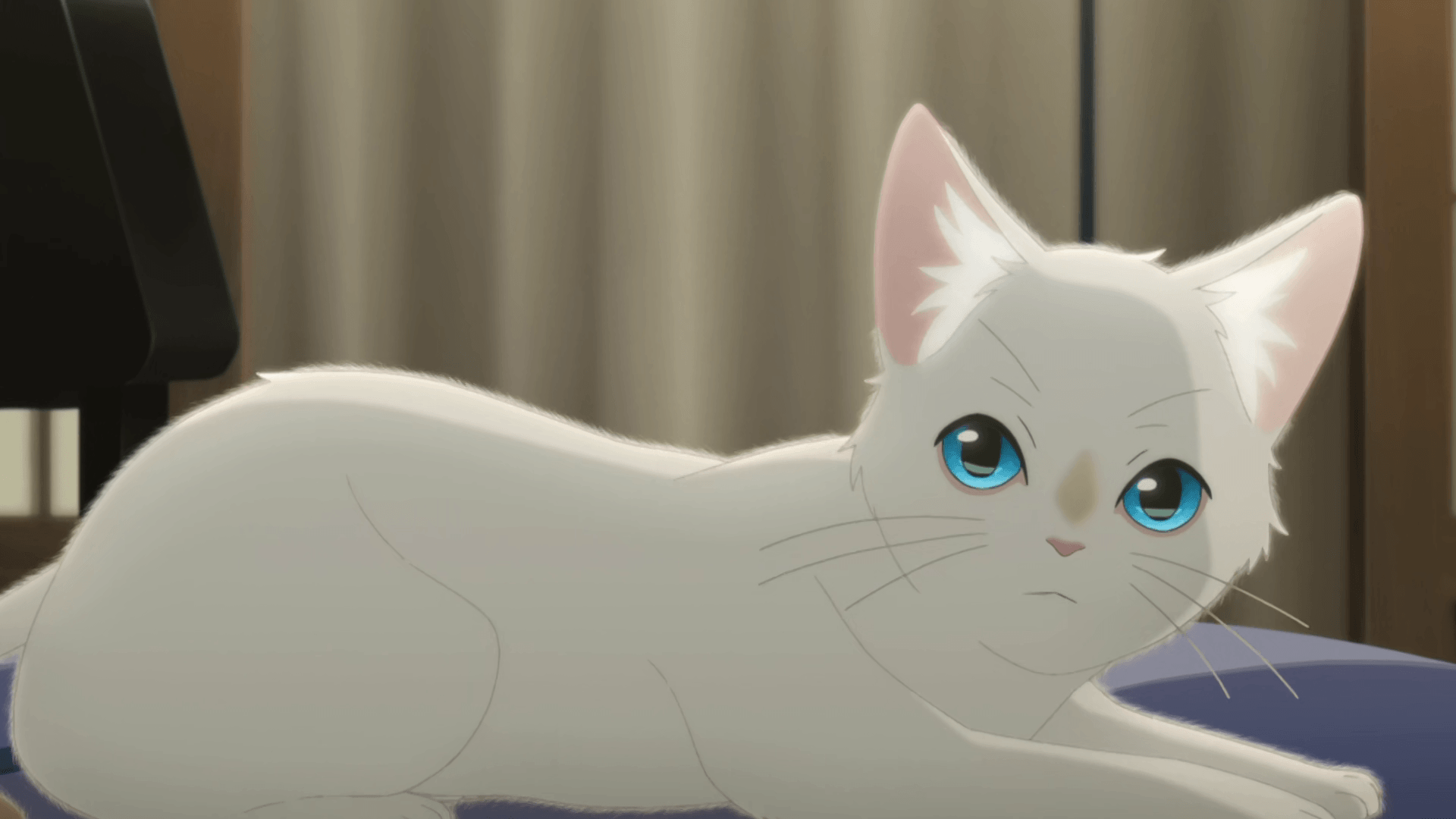 A whisker away cat wallpaper