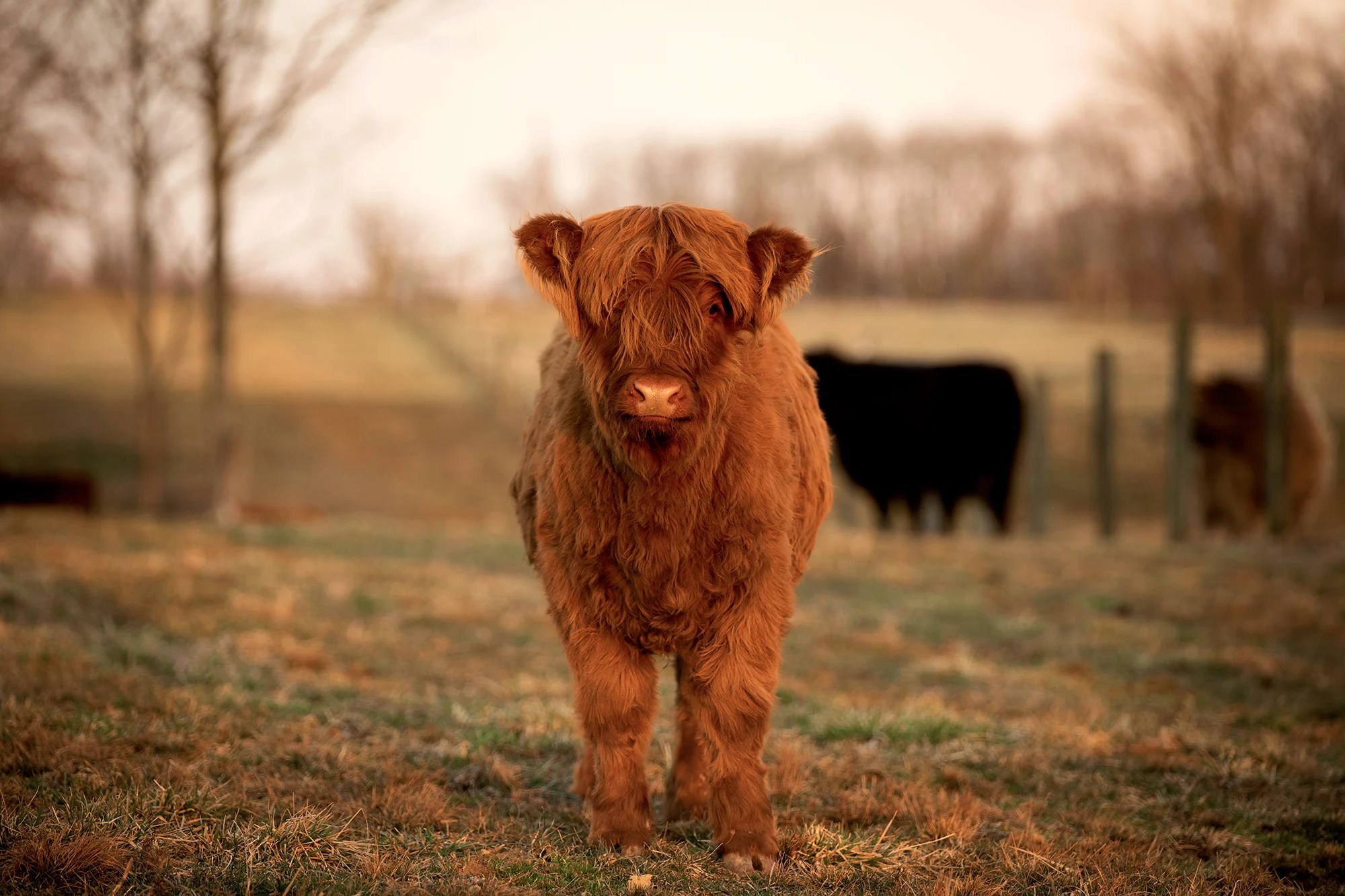 Baby highland cows wallpapers