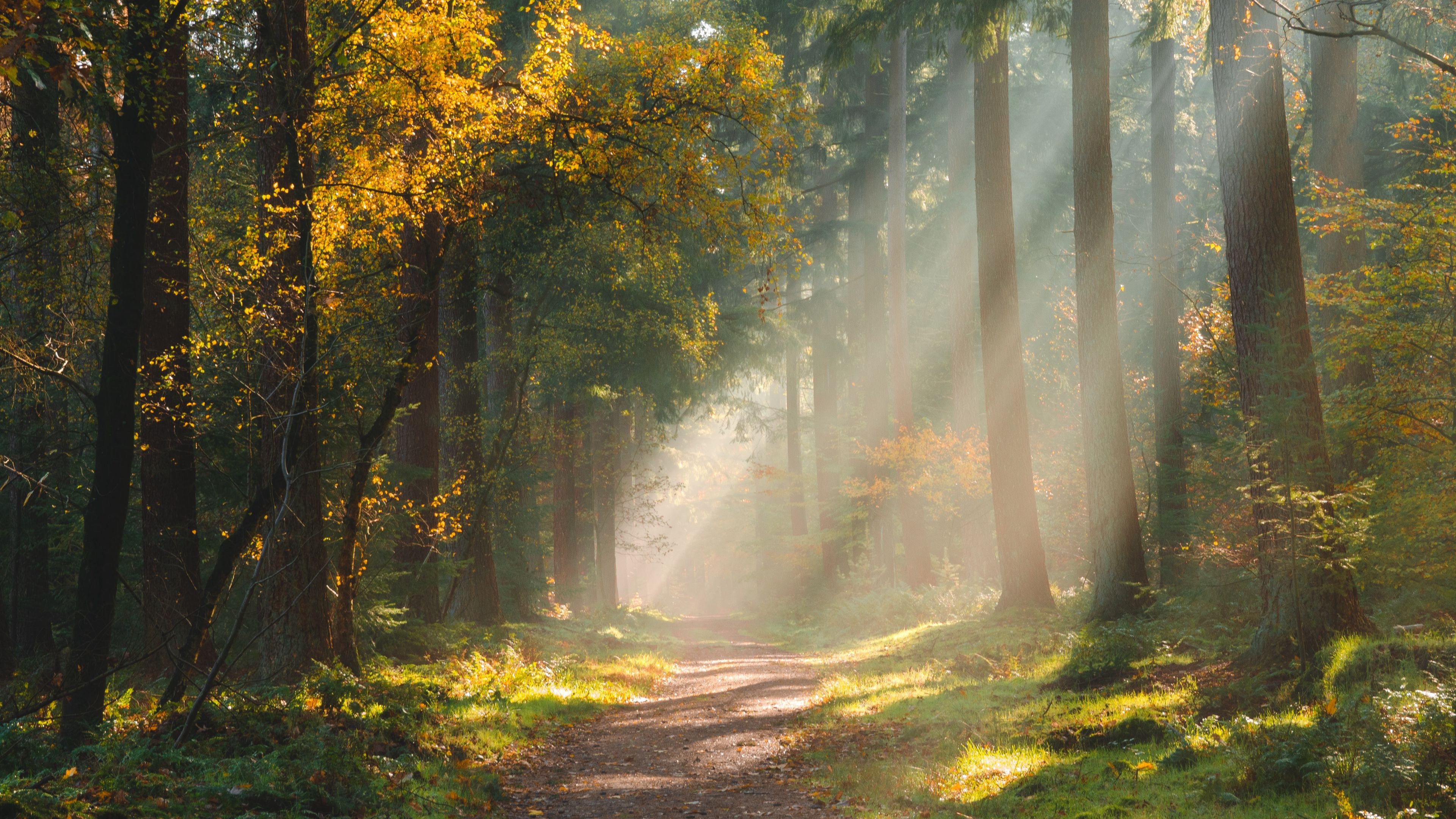 Forest Pc Wallpapers Wallpaper Cave Forest Pc Wallpapers Wallpaper Cave