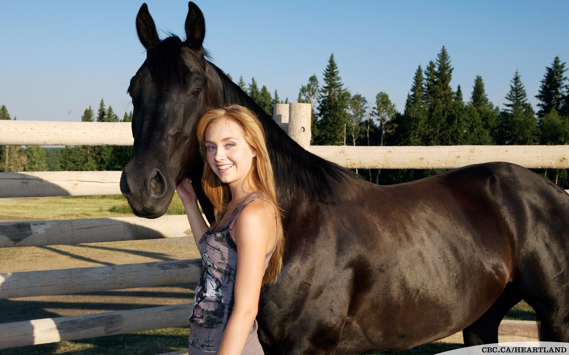 Heartland amy and spartan wallpapers