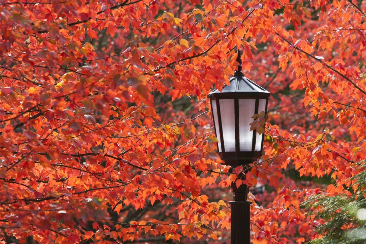 Light autumn color wallpapers