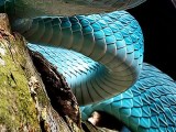 Snake Wallpapers Wallpaper Cave