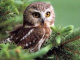 Owl Wallpapers Wallpaper Cave