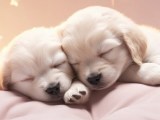 Cute Puppy Iphone Wallpapers Wallpaper Cave