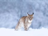 Lynx Wallpapers Wallpaper Cave