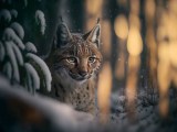 Lynx Wallpapers Wallpaper Cave