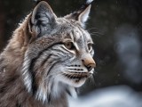 Lynx Wallpapers Wallpaper Cave