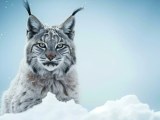 Lynx Wallpapers Wallpaper Cave