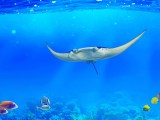 Ocean Fish 4k Wallpapers Wallpaper Cave