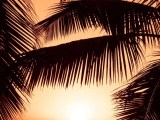 Exotic Iphone Wallpapers Wallpaper Cave