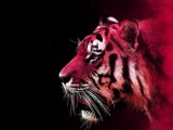 Exotic Iphone Wallpapers Wallpaper Cave