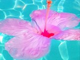 Exotic Iphone Wallpapers Wallpaper Cave