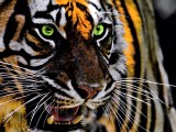 Tiger 8k Wallpapers Wallpaper Cave