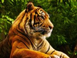 Tiger 8k Wallpapers Wallpaper Cave