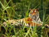 Tiger 8k Wallpapers Wallpaper Cave