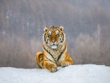 Tiger 8k Wallpapers Wallpaper Cave