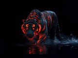 Tiger 8k Wallpapers Wallpaper Cave