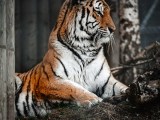 Tiger 8k Wallpapers Wallpaper Cave