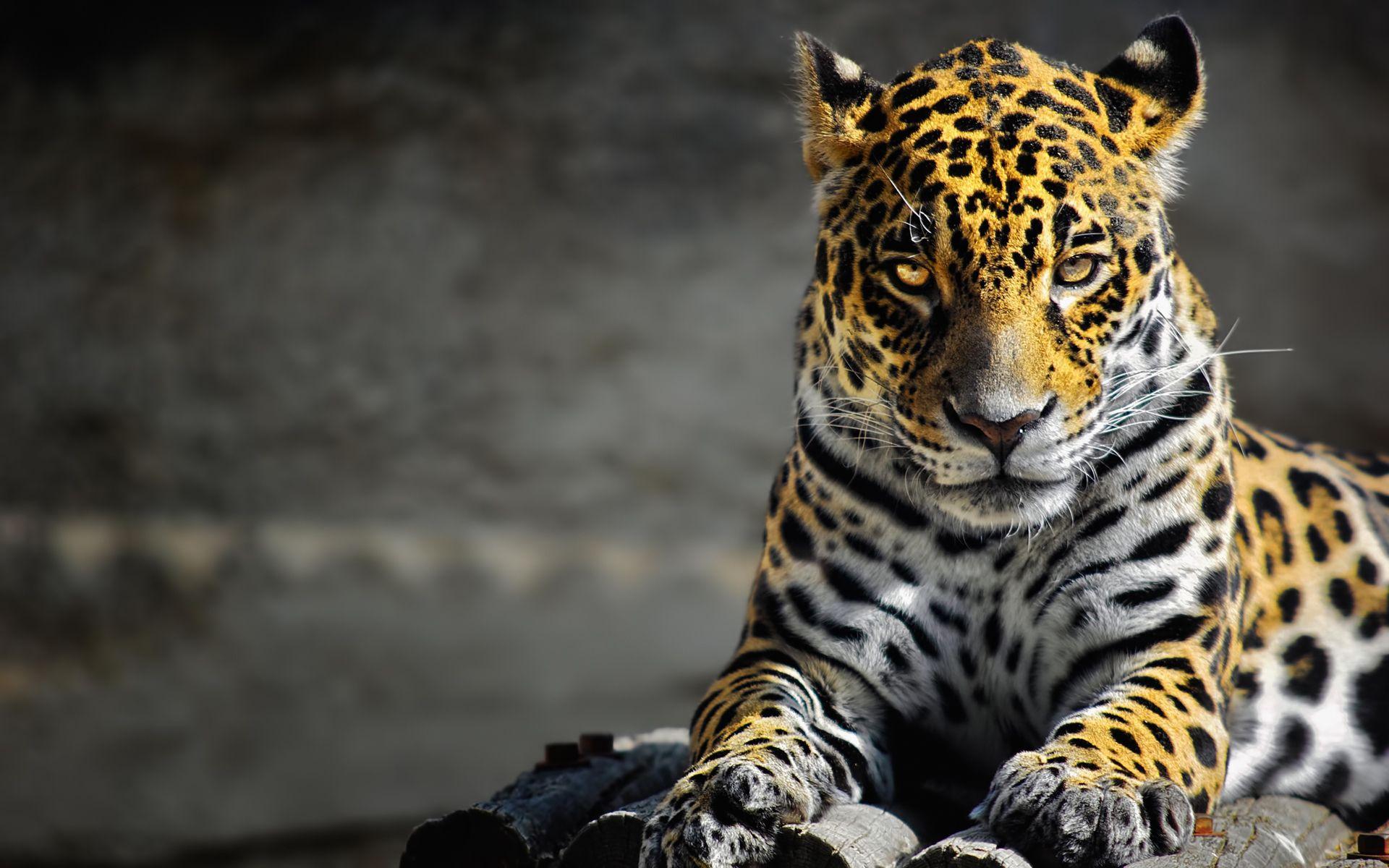 Jaguar wallpapers