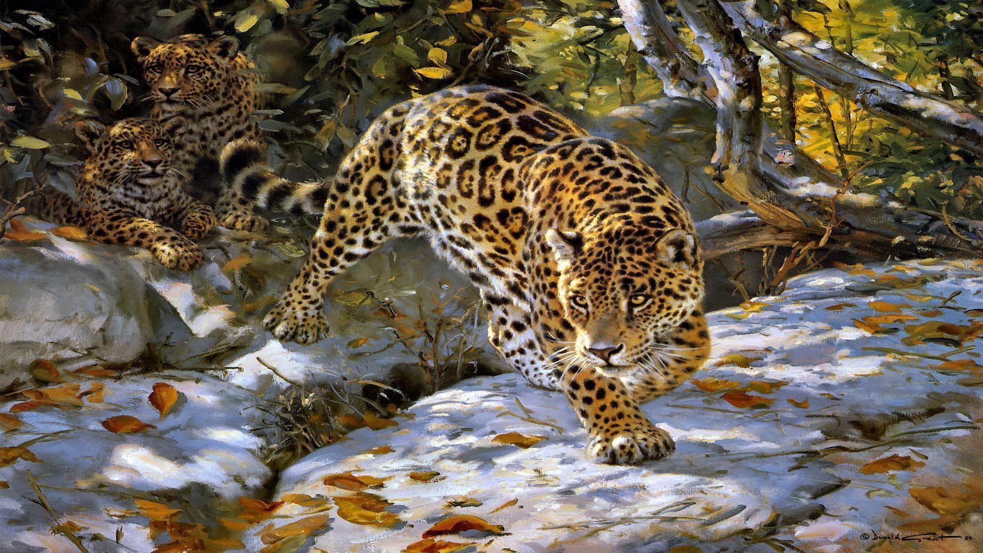 Jaguar wallpapers